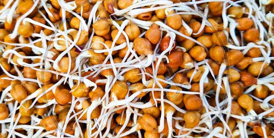 chickpea / gram/ kala chana sprouts