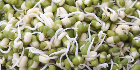 Moong / Gram Sprouts