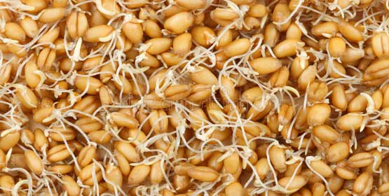 Wheat Sprouts