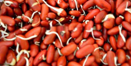 Rajma Sprouts