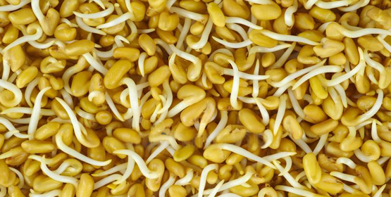 Lentil Sprouts